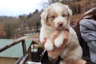 Aussie Australian Shepherd dog Pastore Australiano