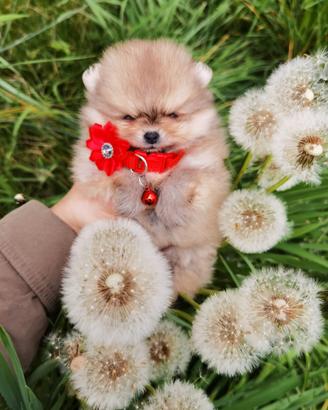 Cucciola volpino pomerania TOY rossa femmina