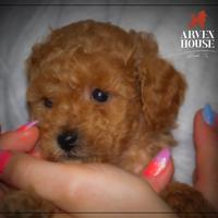 Barboncino toy e mini toy