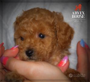 Barboncino toy e mini toy