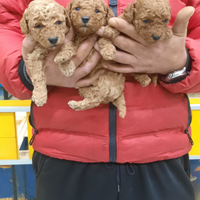 Mini toy di barboncini red albicocca a r.a.t.e