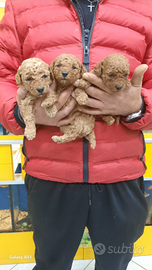 Mini toy di barboncini red albicocca a r.a.t.e