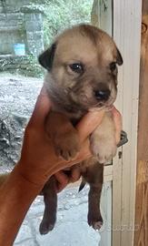 Mix cane corso