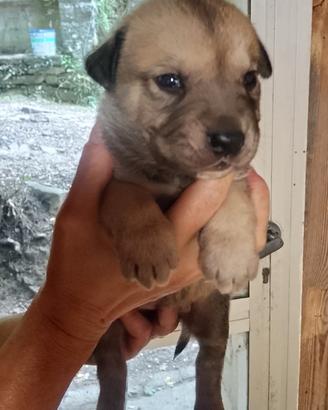Mix cane corso