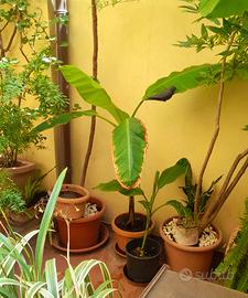 Alberi di banano
