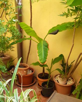 Alberi di banano