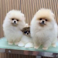 Spitz nano / Pomerania