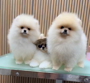 Spitz nano / Pomerania