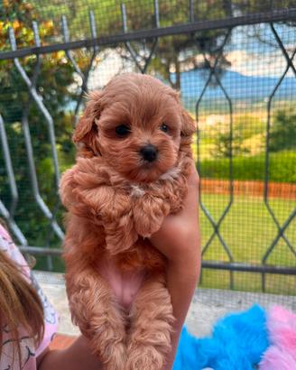 maltipoo mini toy da genitori selezionati 