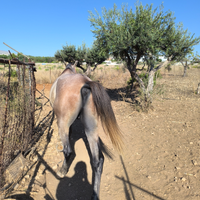 Vendita cavallo arabo