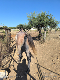 Vendita cavallo arabo