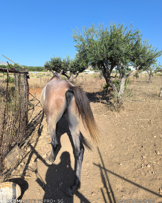 Vendita cavallo arabo