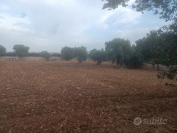 terreno agricolo 