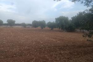 terreno agricolo 