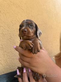Cuccioli bassotto