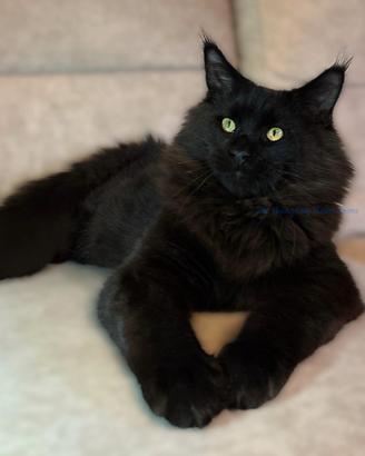 Maine Coon Maschio Alta Genealogia