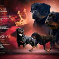 Rottweiler, cuccioli alta Genealogia