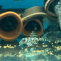 Loricaridi L 236 superwhite