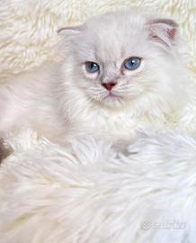 Scottish Fold Color Point Occhi Azzurri