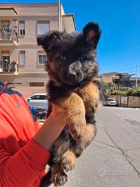 Cuccioli pastore tedesco