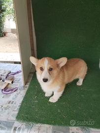 Corgi