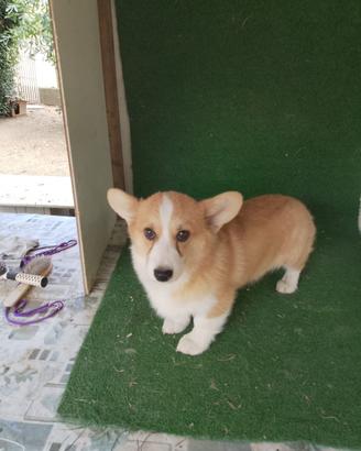 Corgi