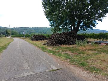 LEGNA DA ARDERE DI VIGNA