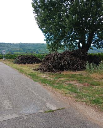 LEGNA DA ARDERE DI VIGNA