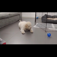 Recinto per cani cuccioli