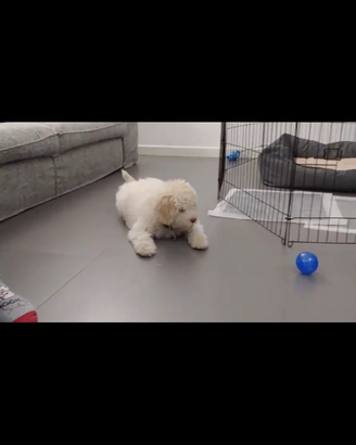 Recinto per cani cuccioli