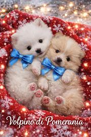 Volpino Pomerania