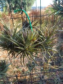 pianta di tillandsia aeranthos