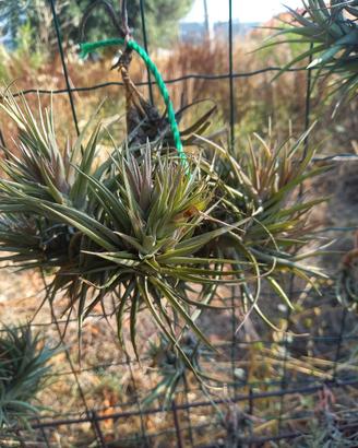 pianta di tillandsia aeranthos