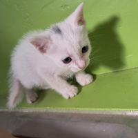 Gattina bianca