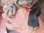 Immagine 4