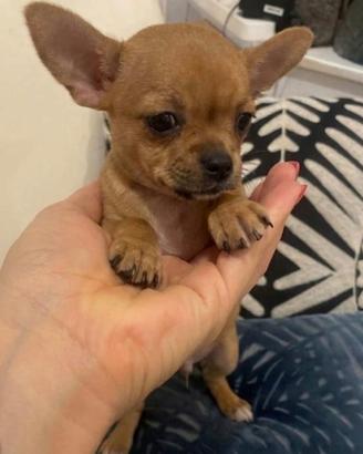 Cucciola chihuahua