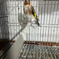 Cardellino mayor bruno pastello