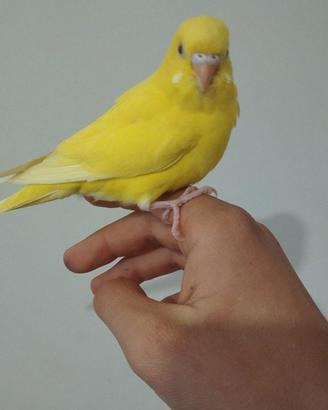 Pappagallo Cocorita Lutino