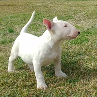 Bull terrier inglese taglia normale