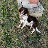 Springer spaniel inglese