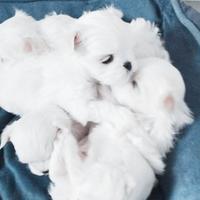 Cuccioli maltese coreano