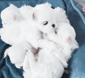 Cuccioli maltese coreano