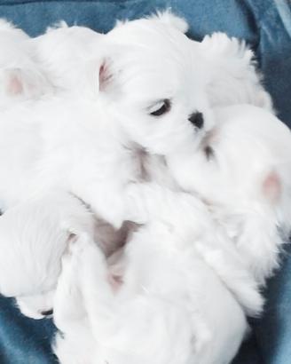 Cuccioli maltese coreano