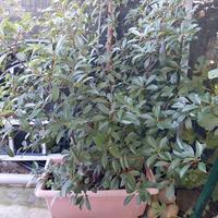 Fotinia pianta in vaso