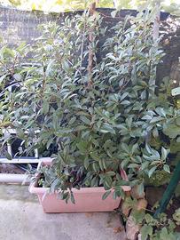 Fotinia pianta in vaso