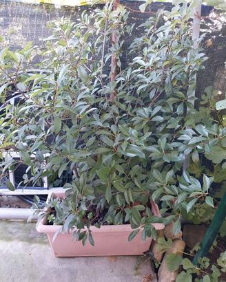 Fotinia pianta in vaso