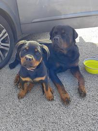 Cucciola di rottweiler