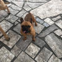 Dog francese