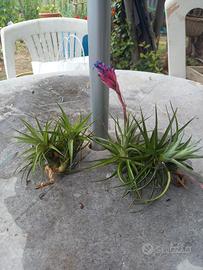 2 piante di tillandsia