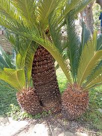 Cycas